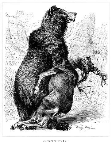 Grizzly bear hunting a deer illustration 1896