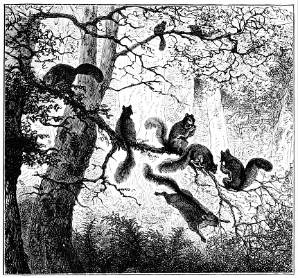 Squirrel family in the woods illustration 1896