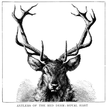 Antlers of the reed deer,royal hart illustration 1896