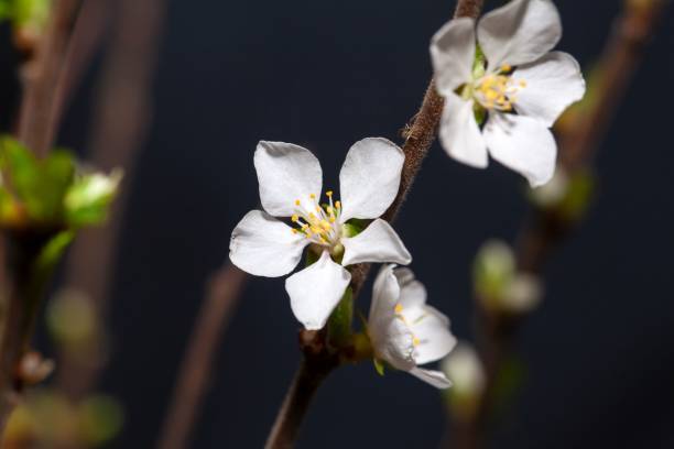 Macro photo of a flower of a Fuji cherry, Prunus incisa Macro photo of a flower of a Fuji cherry tree, Prunus incisa cherry blosson tree stock pictures, royalty-free photos & images