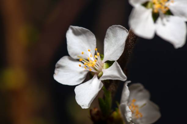 Macro photo of a flower of a Fuji cherry, Prunus incisa Macro photo of a flower of a Fuji cherry tree, Prunus incisa cherry blosson tree stock pictures, royalty-free photos & images