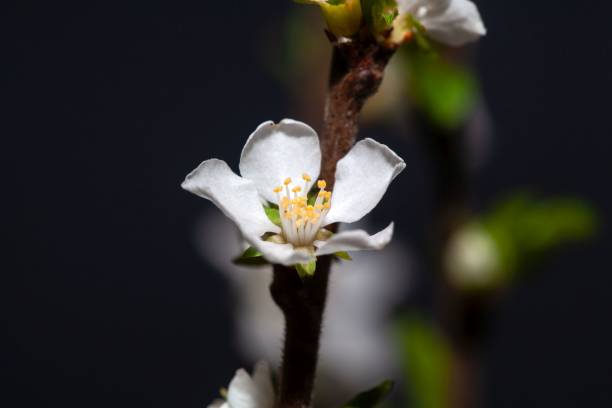 Macro photo of a flower of a Fuji cherry, Prunus incisa Macro photo of a flower of a Fuji cherry tree, Prunus incisa cherry blosson tree stock pictures, royalty-free photos & images