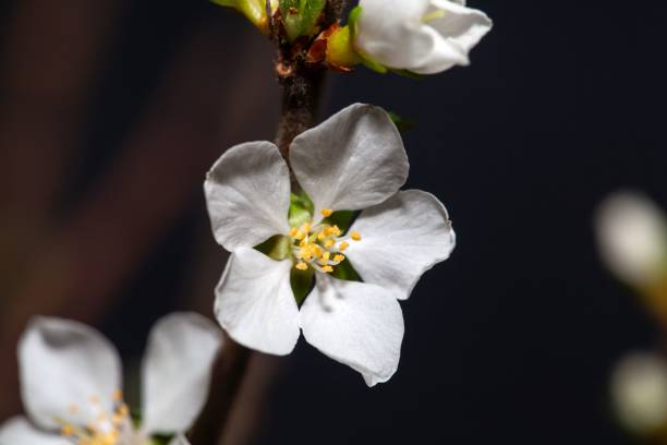 Macro photo of a flower of a Fuji cherry, Prunus incisa Macro photo of a flower of a Fuji cherry tree, Prunus incisa cherry blosson tree stock pictures, royalty-free photos & images