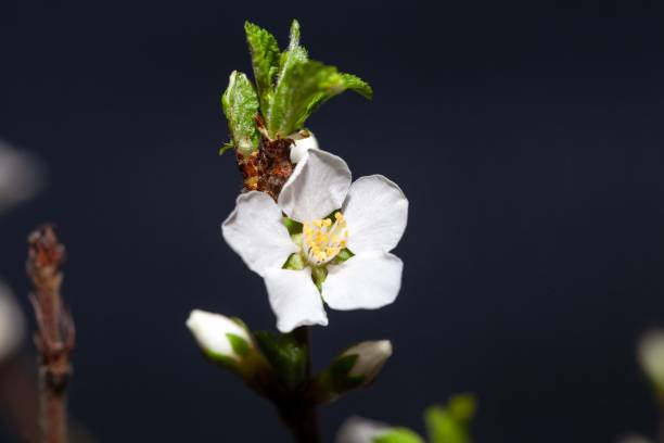 Macro photo of a flower of a Fuji cherry, Prunus incisa Macro photo of a flower of a Fuji cherry tree, Prunus incisa cherry blosson tree stock pictures, royalty-free photos & images