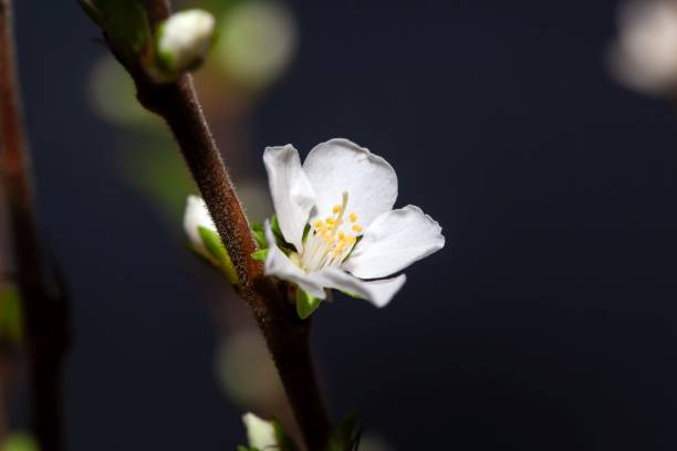 Macro photo of a flower of a Fuji cherry, Prunus incisa Macro photo of a flower of a Fuji cherry tree, Prunus incisa cherry blosson tree stock pictures, royalty-free photos & images