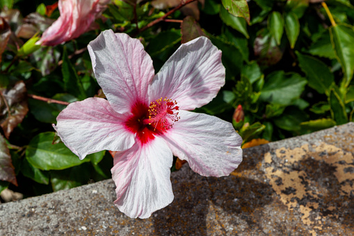 Chinese Hibiscus with butterfly shadow on the petals