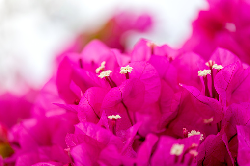 Pink paperflower bougainvillea background