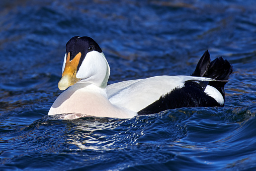 Close up shot of a male Common Eider Duck. The eider is the UK's heaviest duck and its fastest flying. It is a true seaduck, rarely found away from coasts where its dependence on coastal molluscs for food has brought it into conflict with mussel farmers. Eiders are highly gregarious and usually stay close inshore, riding the swell in a sandy bay or strung out in long lines out beyond the breaking waves.