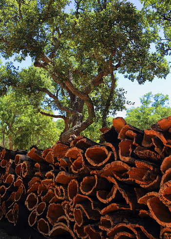 Portugal, Alentejo region. Recently harvested cork oak bark drying in the sunshine. under a cork Oak tree. (unprocessed cork) Natural, sustainable resource.