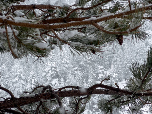 Frost-covered spruce tree branch