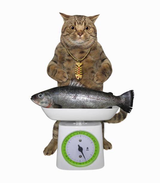 istock Cat near kitchen scales with fish 1473767993