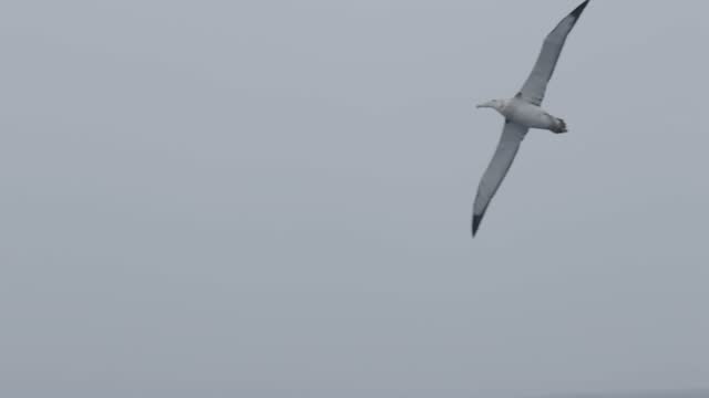 Wandering albatross in flight, February, 2023