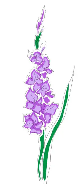 Vector illustration of Gladiolus in line art style with purple coloring. Isolated vector illustration. Linear floral pattern for a postcard template, logo, sketch, tattoo.