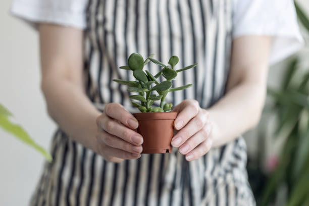 istock Close up woman hands holding a cactus 1473770136