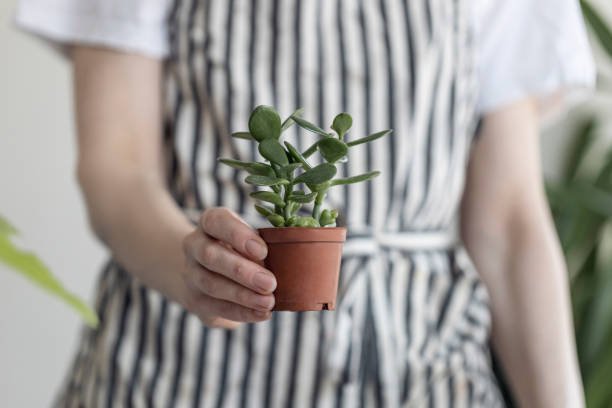 istock Close up woman hands holding a cactus 1473770175