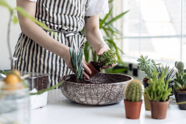 Woman gardeners hand transplanting cacti and succulents in pots on white table. Concept of home garden. Concept of home gardener and garden. Planting flowers, cacti and succulents. juicy stock pictures, royalty-free photos & images