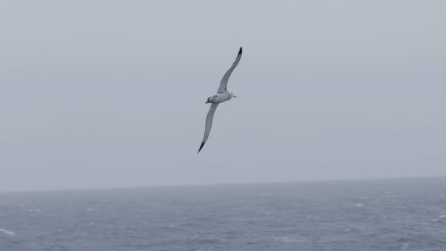 Wandering albatross flying above the ocean, 2023
