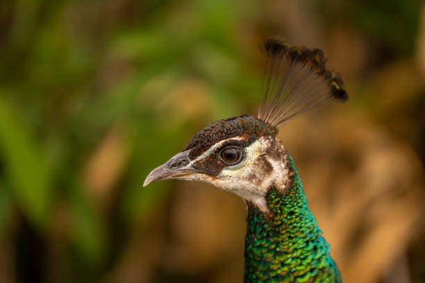 Portrait of a female peacock in Turkey stock photo