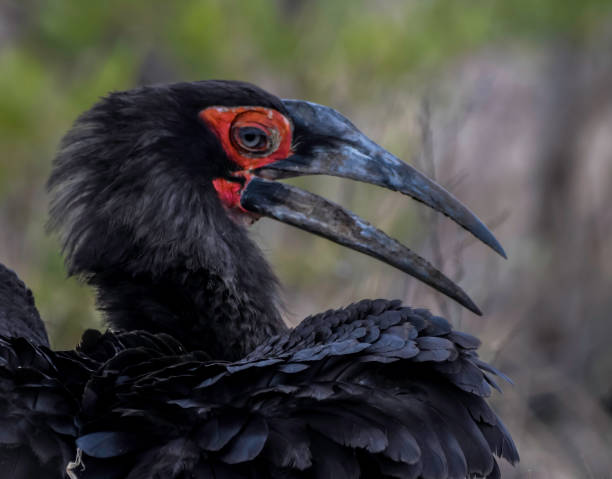 istock Southern ground hornbill in Kruger national park 1473773241
