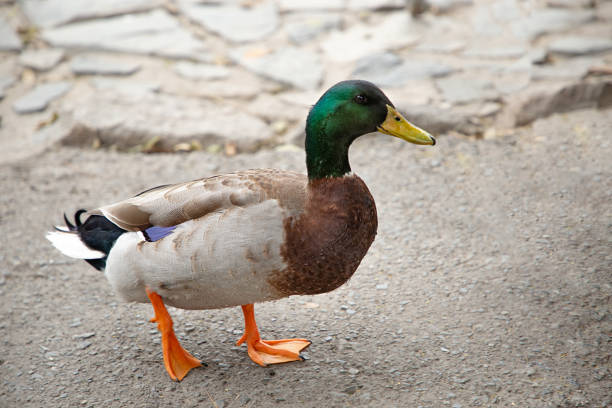 istock Ducks and geese strolling and swimming in a pond, nature and harmony. 1473774884