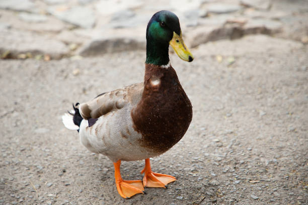 istock Ducks and geese strolling and swimming in a pond, nature and harmony. 1473774902