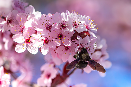Wood blue bumblebee perched on cherry blossom.  Insect collecting pollen from flowers.  Spring photo.