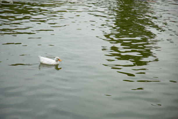 Patos y gansos paseando y nadando en un estanque, naturaleza y armonía.