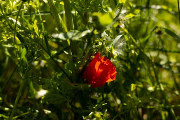 Poppy red in the field spring season