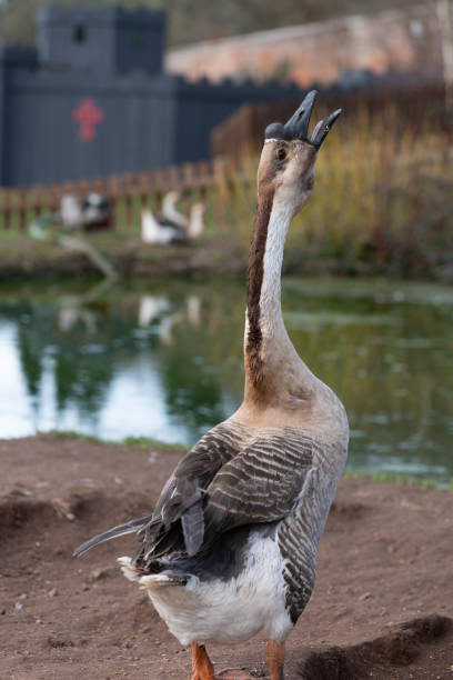 Chinese goose (anser cygnoides domesticus) Portrait of a Chinese goose (anser cygnoides domesticus) squawking chinese goose stock pictures, royalty-free photos & images