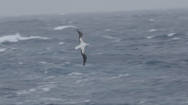 Wandering albatross flying above the ocean, 2023