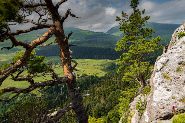 istock old dry tree on a high mountain cloudy weather green spring forest 1473777374