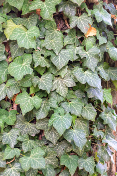 istock Wall of climbing this green leaf plant 1473777423