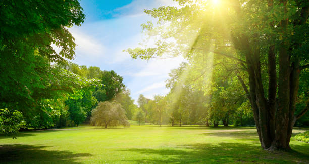 istock Sunrise beam in beautiful park 1473778797