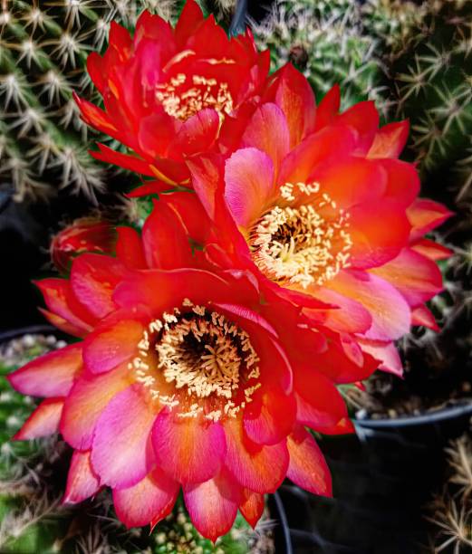 고슴도치 선인장 꽃 - southwest usa cactus hedgehog cactus flower 뉴스 사진 이미지