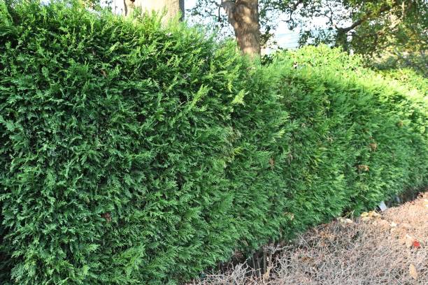 a hedge of leyland cypress ( cupressocyparis leylandii ). - cypress tree fotos imagens e fotografias de stock