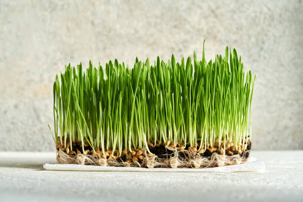 fresh young green barley grass - barley grass seedling green imagens e fotografias de stock