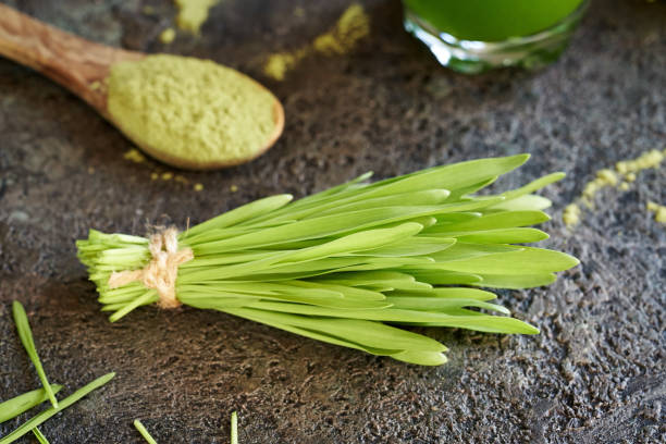 gerstengrashalme mit frischem gerstengrassaft und -pulver - barley grass seedling green stock-fotos und bilder