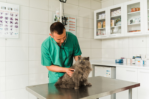Beautiful female veterinarian examining a young Maine Coon cat.
