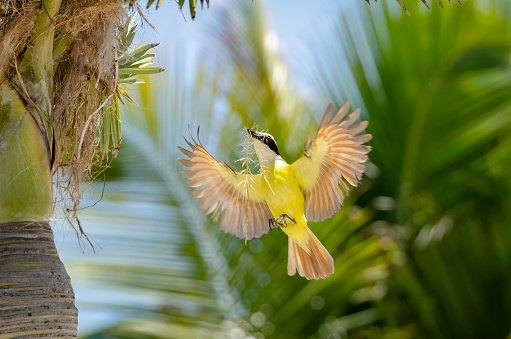 Great Kiskadee flying with nesting material on the island of Ambergris Caye, Belize.