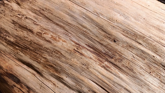 Texture of a smooth piece of wood without peel. High quality photo