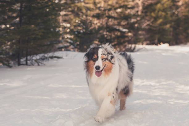 istock Pepper The Australian Shepherd 1473785787