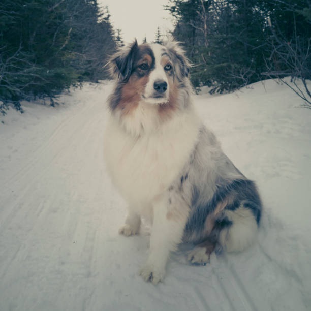 istock Pepper The Australian Shepherd 1473785811
