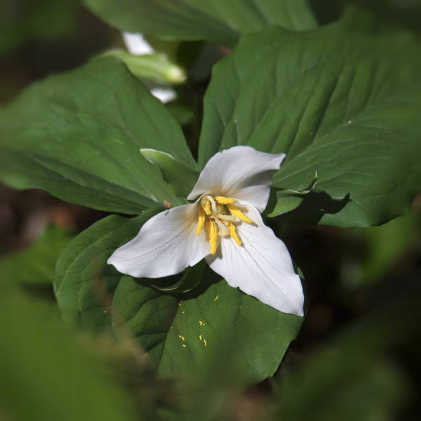 istock Closeup of a single Trillium blossom 1473786785