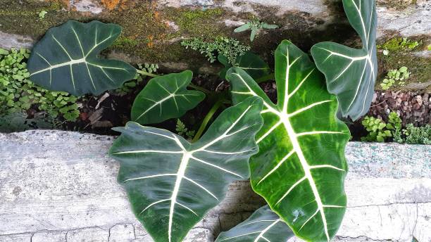 istock Alocasia leaf plant 1473788634