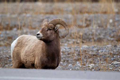 Bighorn ram is standing near the highway in the Rocky mountains and going to cross it in early spring.
