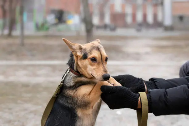 Photo of Portrait of a frightened dog.A volunteer teaches a frightened puppy to walk on the street.Adaptation and socialization of stray dogs in a shelter.