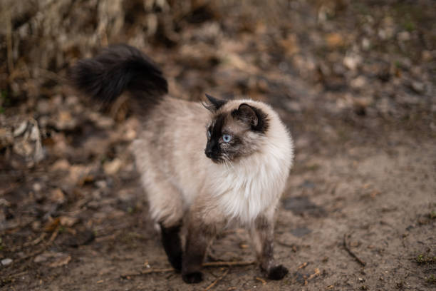 istock Siamese Ragdoll Cat Looking Behind Dead Brown Winter 1473790088