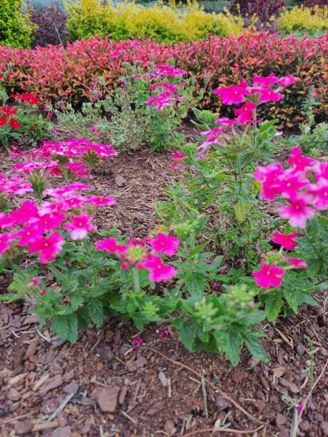 istock Flowers, Plants and Garden 1473790802