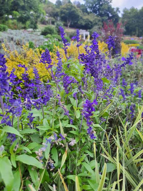 istock Flowers, Plants and Garden 1473790886