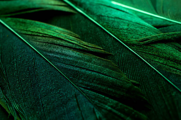 istock bird magpies feather, green background 1473791794